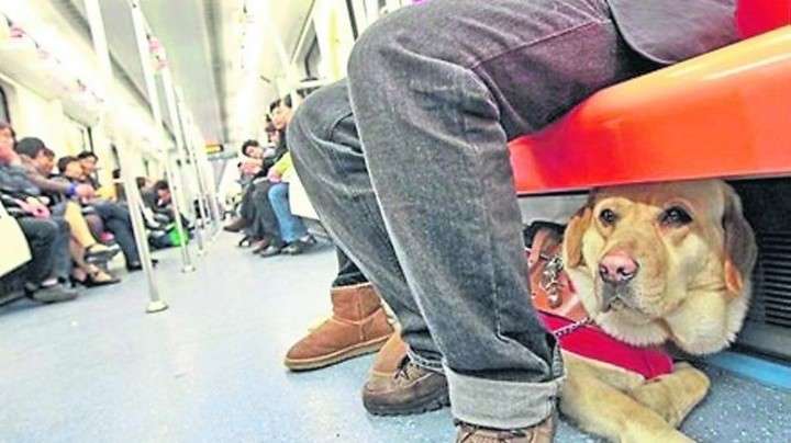 La medida ya se implementa en otras capitales del mundo. mascotas que viajan en el subte animales perros mascotas medios de transporte publico perro viajando en subte