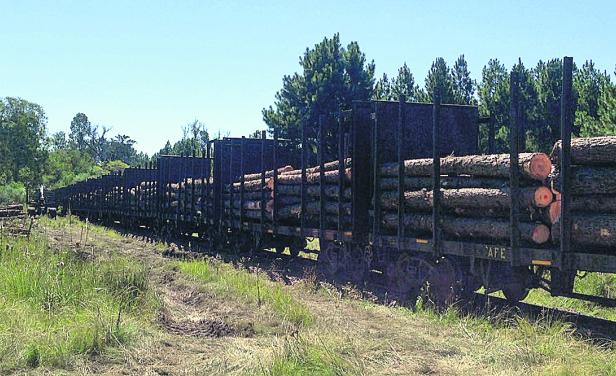 Uruguay: Corre tren con pinos desde Tranqueras directo al puerto