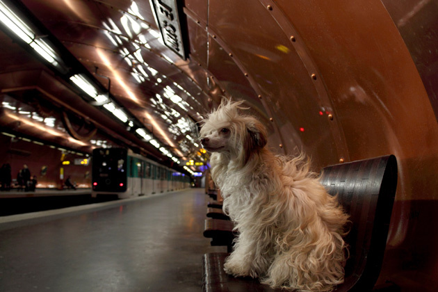 España: LOS PERROS PODRÁN VIAJAR EN EL METRO DE MADRID
