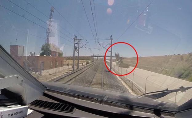 España: Cuando las aves se cruzan con el AVE