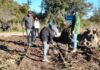 Nueva jornada de restauración del Ferrocarril Urquiza