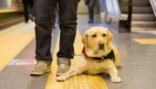 Los porteños eligen viajar con sus mascotas en el subte