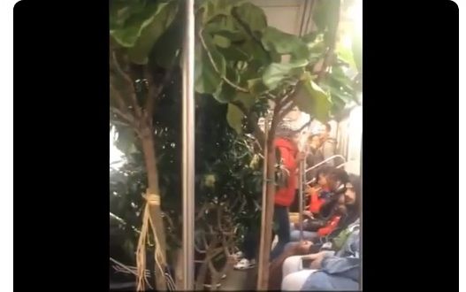 Insólito retraso en el Metro de Nueva York por pasajero trasladando un jardín tropical
